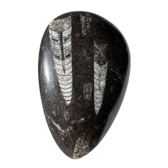 Polished Orthoceras Silurian fossil cabochon rock/stone Paperweight - Picture 1 of 7